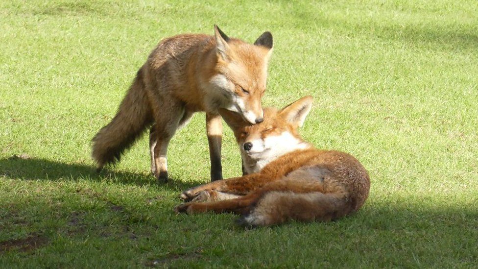 Pair of foxes