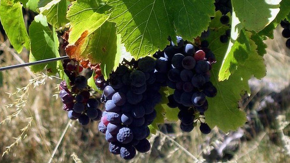 Australian Winemaker Twe To Buy Diageo S Wine Business Bbc News