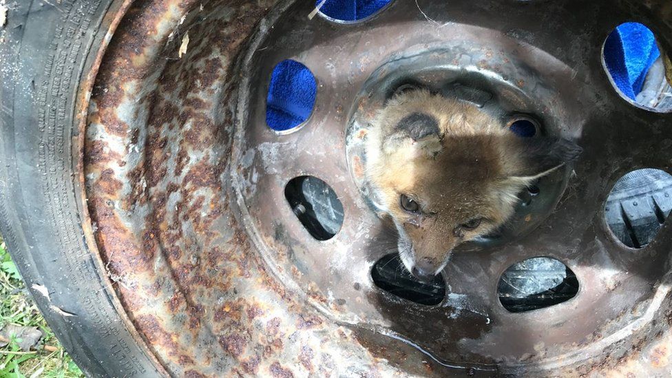 A fox with its head stuck in a car tyre in south-east London