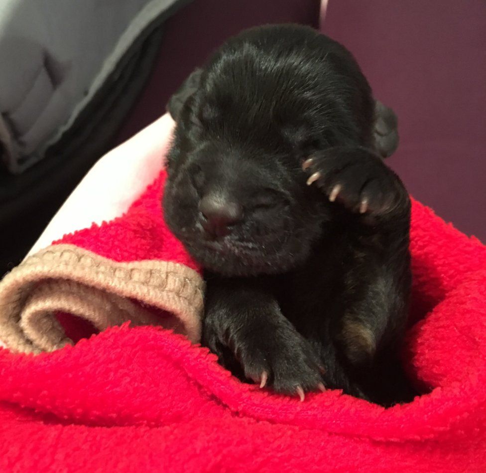 The puppy at two days old, wrapped in a red blanket
