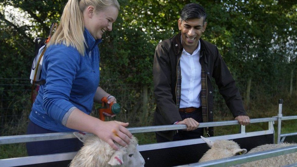 Rishi Sunak watching sheep drenching at a college near Chelmsford