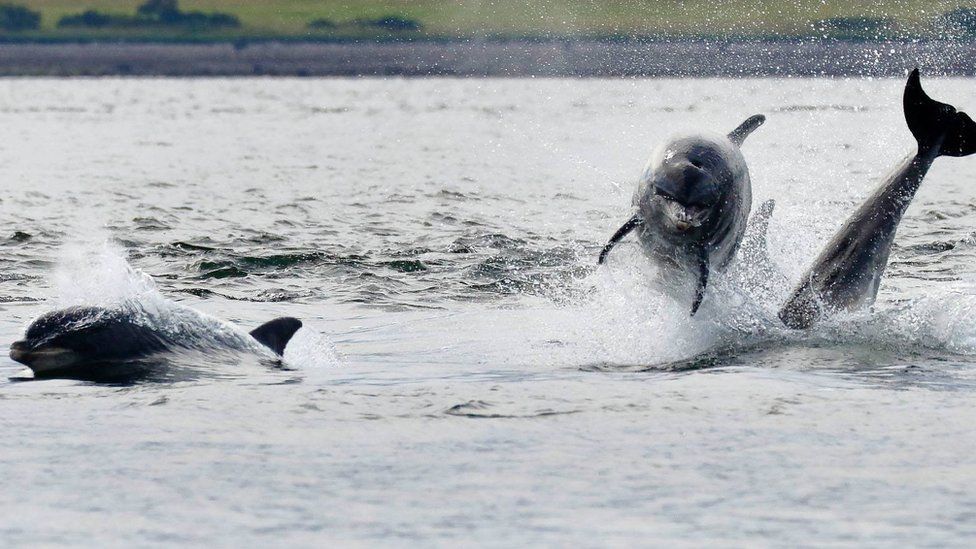 Bottlenose dolphins in Moray Firth