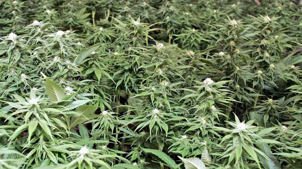 Cannabis plants (generic image)