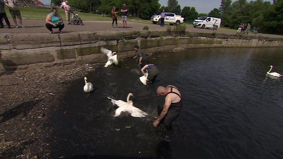 Swans being rescued