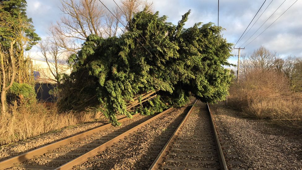 fallen tree blocking railway line