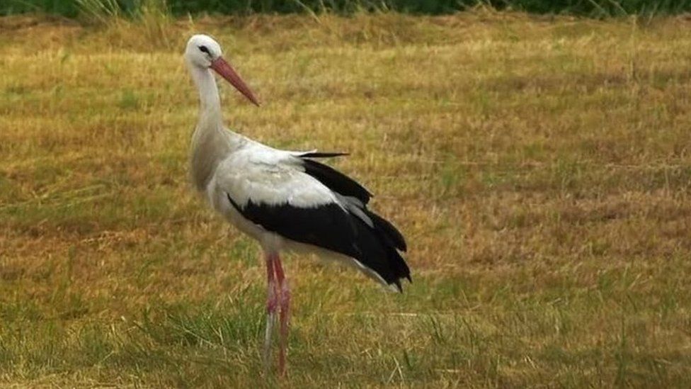 stork in a field