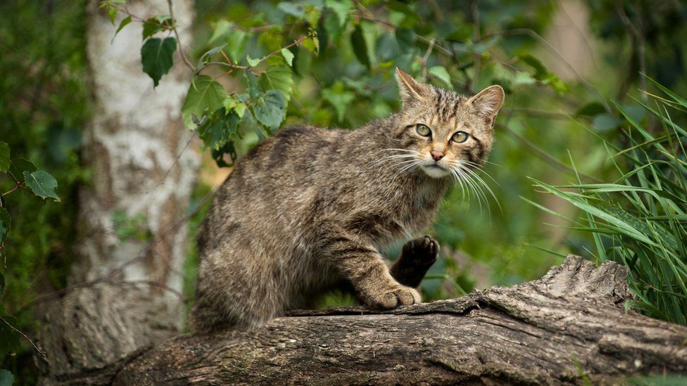 Scottish wildcats are at risk of extinction, research finds - BBC Newsround