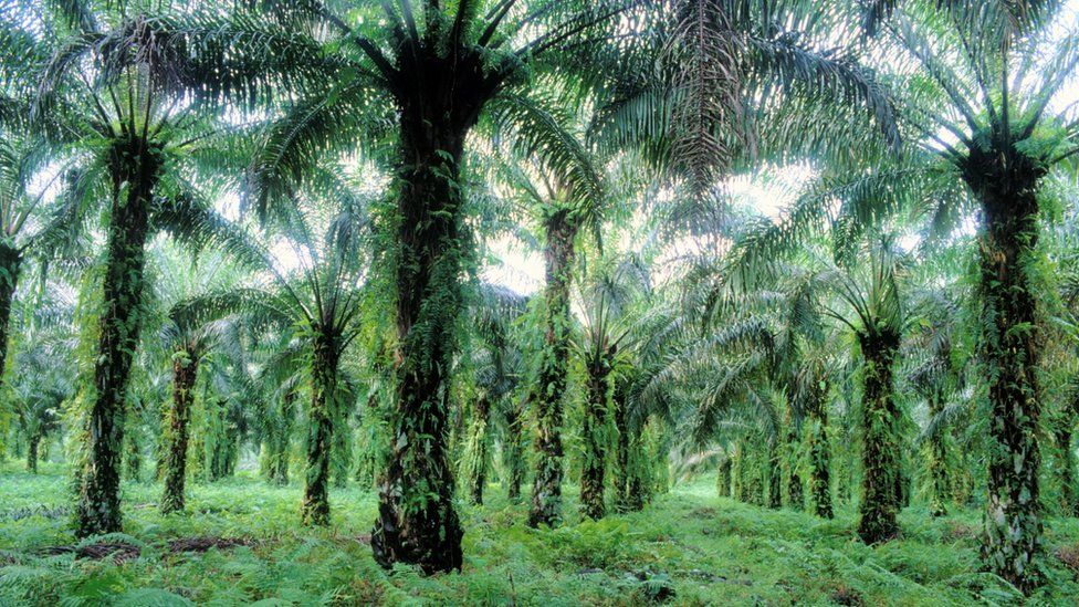 Palm trees in Cameroon