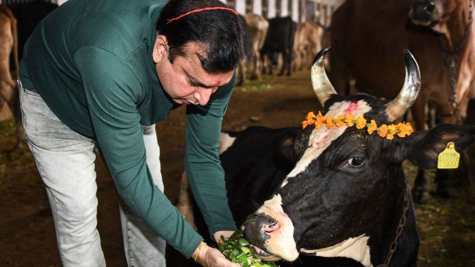 Индус предлагает еду корове во время Гай Пуджи — поклонения корове — в рамках фестиваля Гопал Аштами в Амритсаре 11 ноября 2021 года.