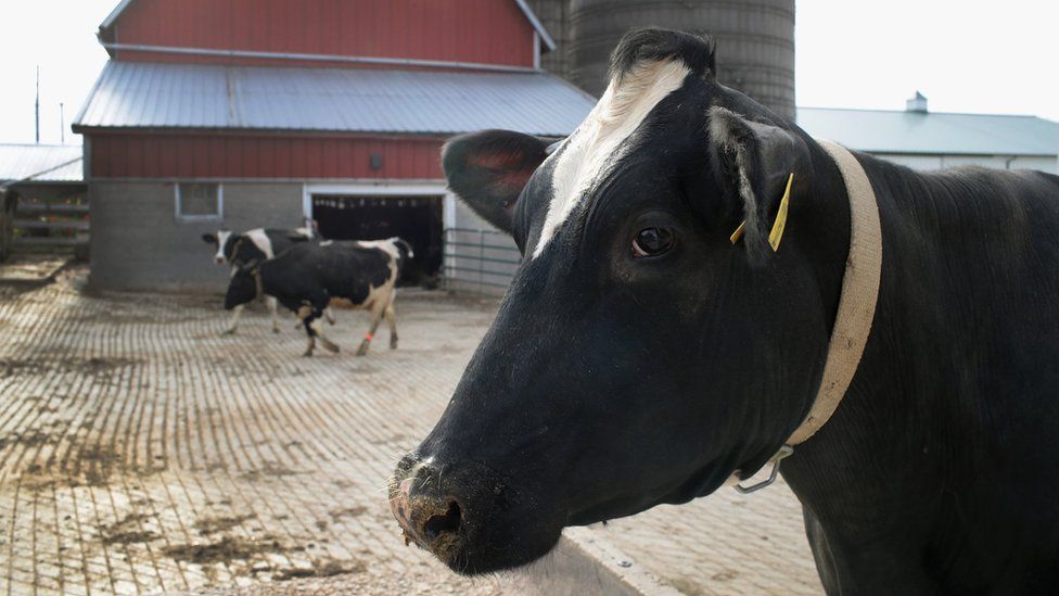 Cows walks from a barn after being milked on Hinchley's Dairy Farm on April 25, 2017 near Cambridge, Wisconsin.