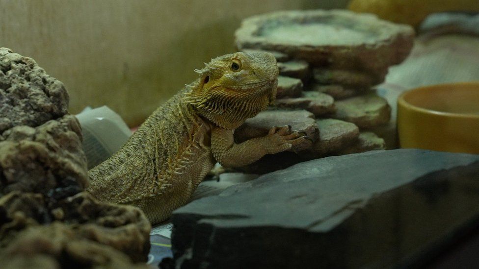 Bearded Dragon  GSPCA Guernsey