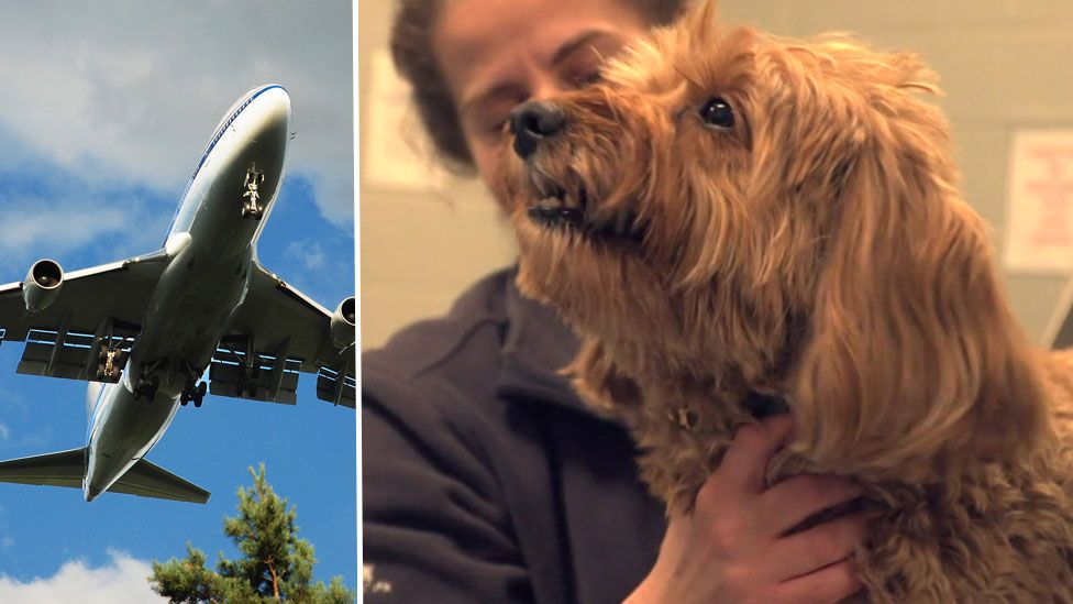 Dog and plane