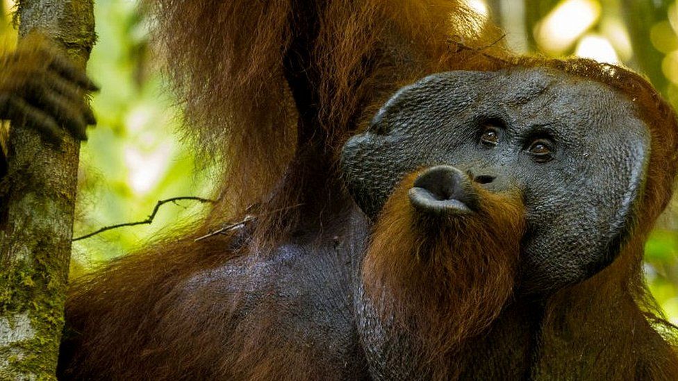 Orangutan squeaks reveal language evolution, says study - BBC News