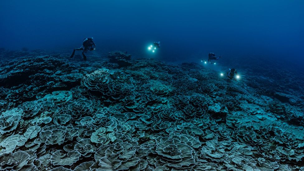 Дайверы исследуют гигантский глубокий риф у побережья Таити