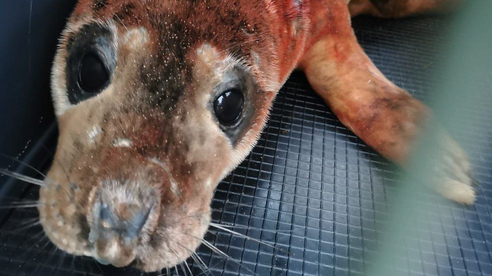 Seal injured at Spurn