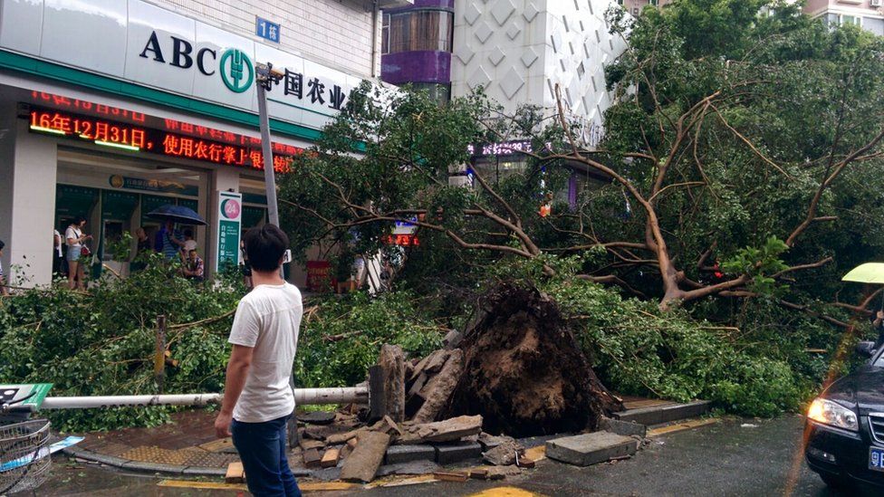 A fallen tree in front of a bank in Shenzhen