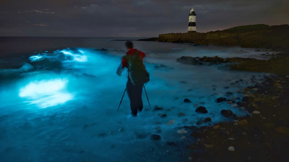 Bioluminescence on Anglesey