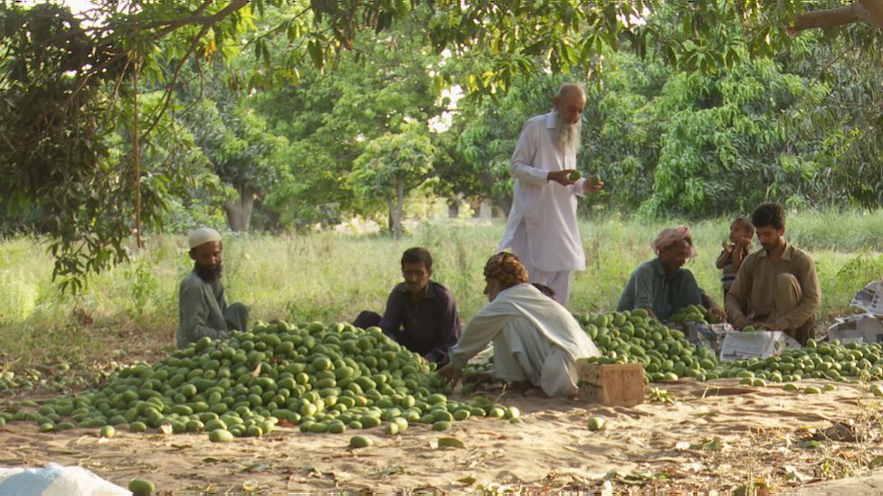 Mango in Pakistan