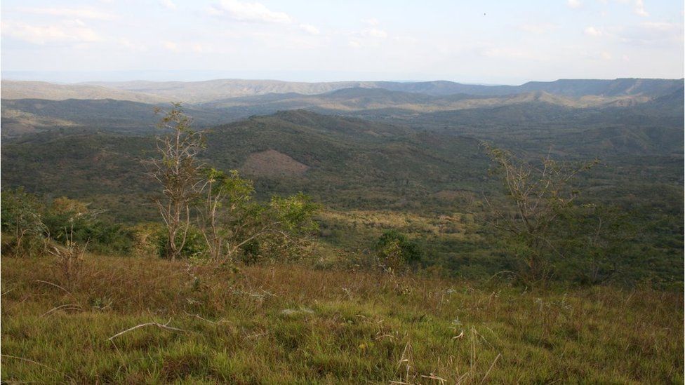 Tanzanian forest