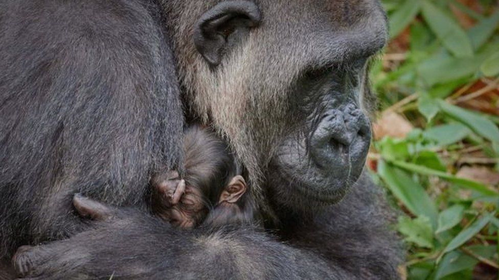 Gorilla holding her baby