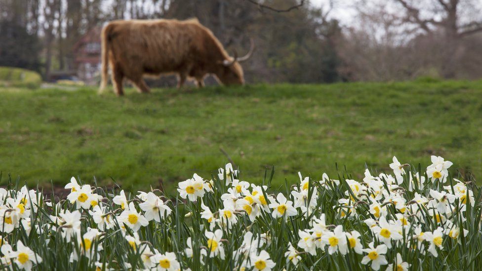 Cow with daffodils