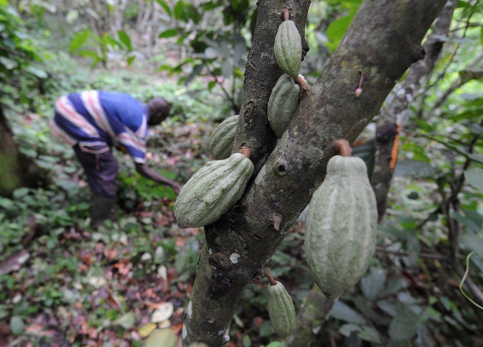 Фермер, выращивающий какао, поддерживает свою плантацию недалеко от Диво на юге Кот-д'Ивуара.