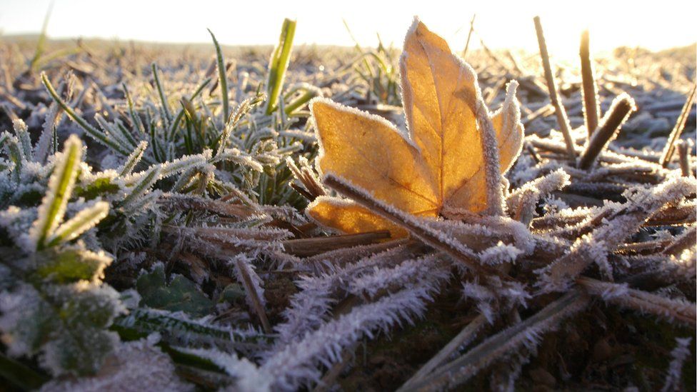 A frosty morning in a field near Presteigne, Powys, taken by Laura Shepherd