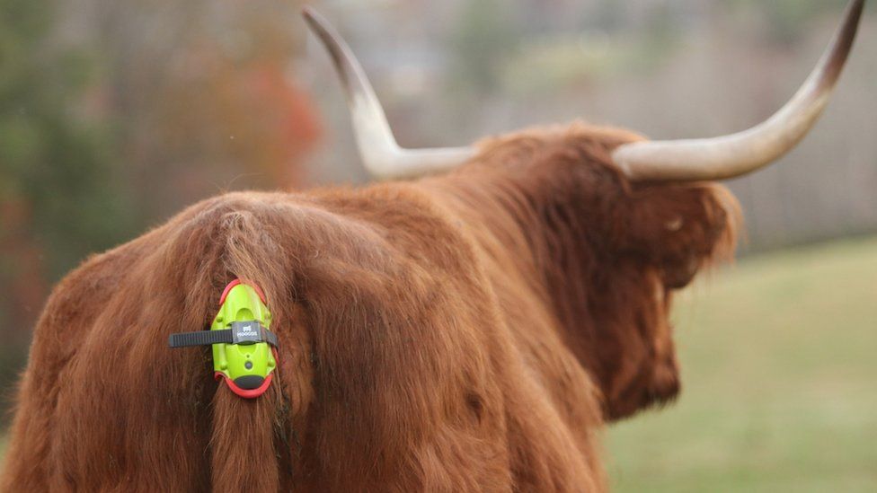 A cow fitted with a Moocall sensor