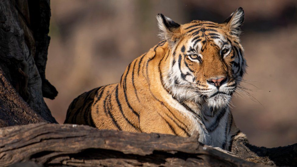 Тигр в заповеднике тигров Пенч, Мадхья-Прадеш, Индия