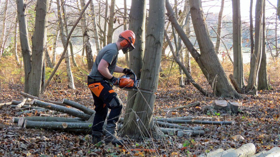 Coppicing works taking place at Sutton Hoo, Suffolk