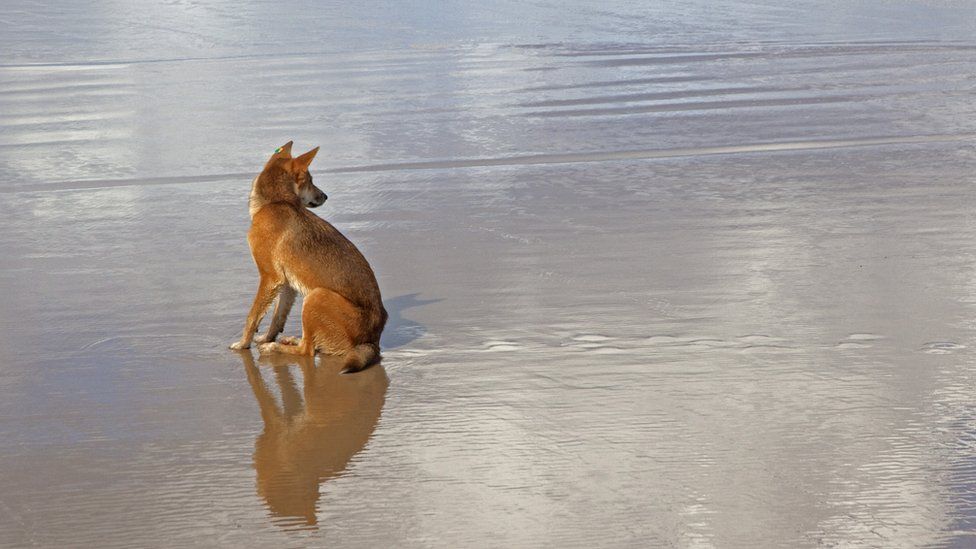 Boy, 6, hurt after dingo attack in Australia