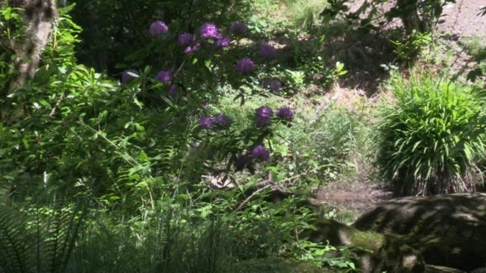 Flowers in the forest