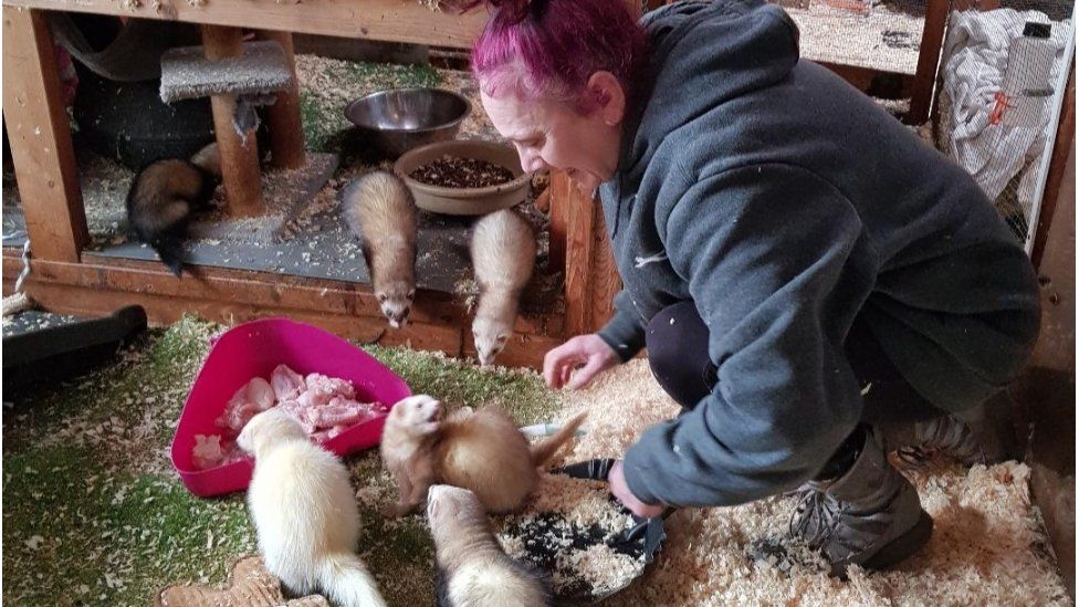 Tracy Clark with the ferrets at Hockley Ferret Rescue