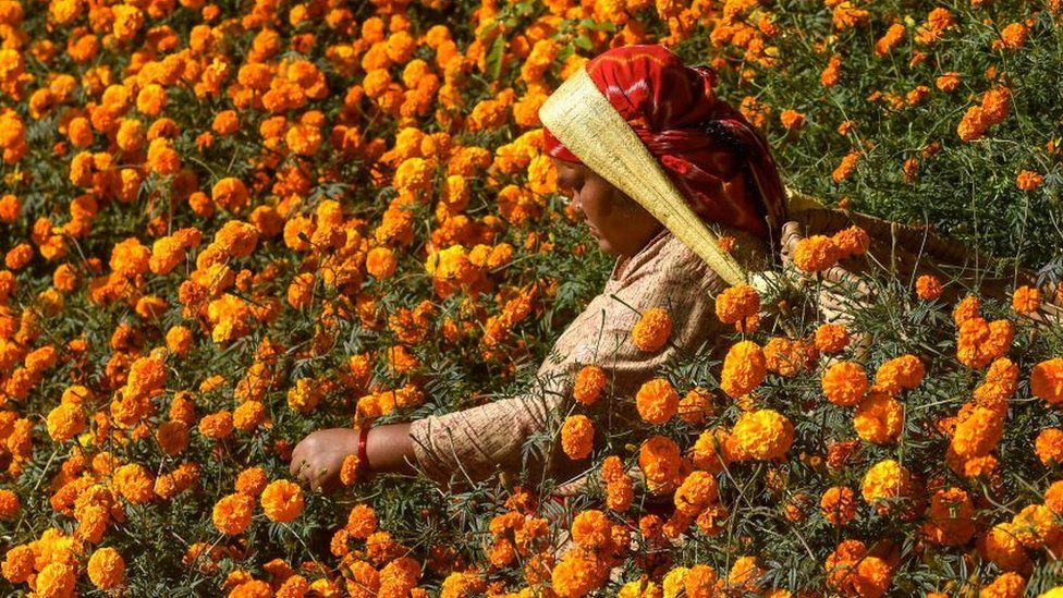 Harvesting marigolds, Nepal