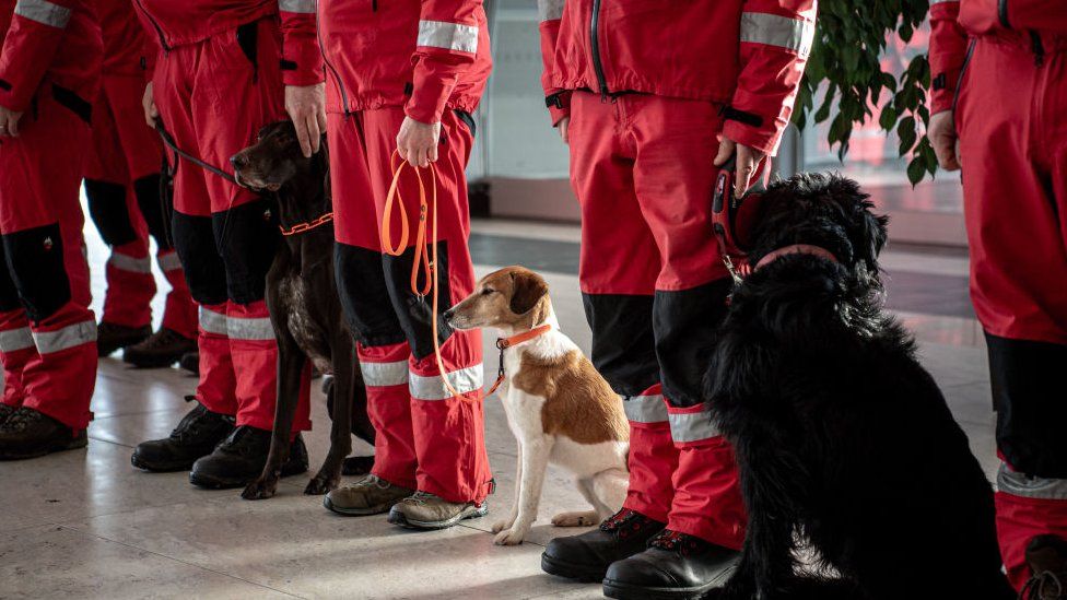 Собаки сидят рядом со специализированным персоналом USAR в аэропорту