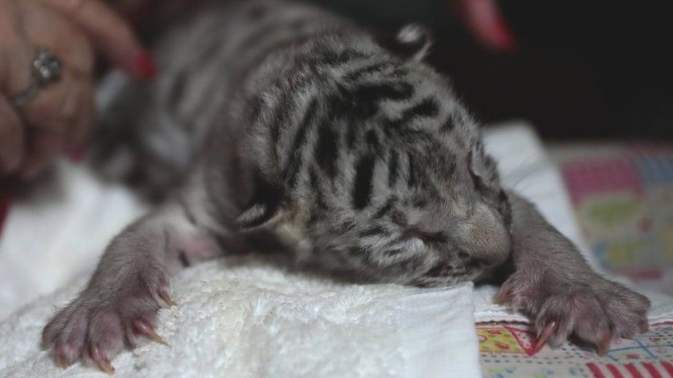 white bengal tiger cubs with blue eyes