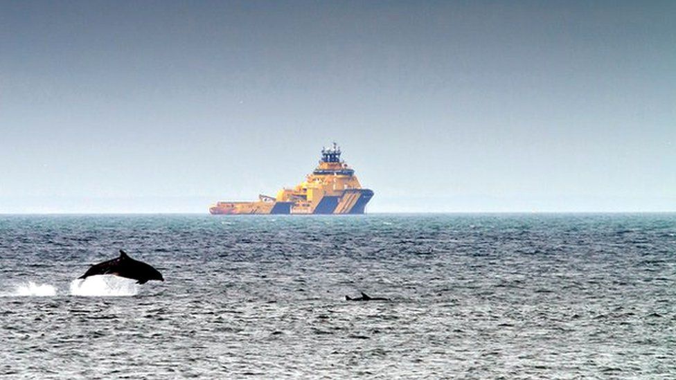 Dolphins off Aberdeen