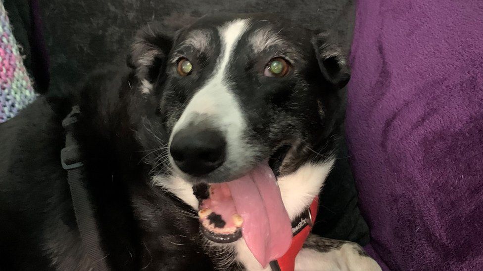 Lost collie hot sale dog