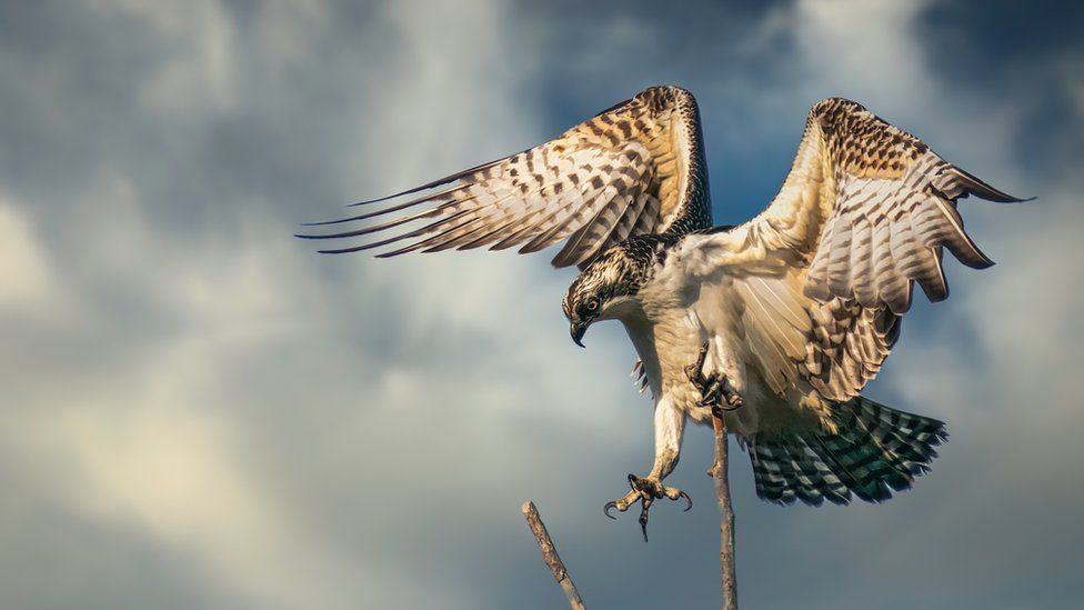 Gwynedd osprey charity gives up hope bird will ever return BBC News