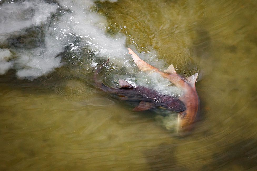 Two large nurse sharks display mating behaviour in the shallow waters off the mangrove-lined Shark Point in the Everglades National Park, Florida, US