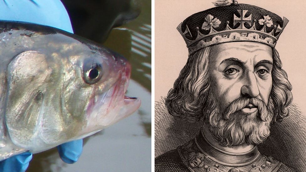 A shad, and a portrait of King Henry III