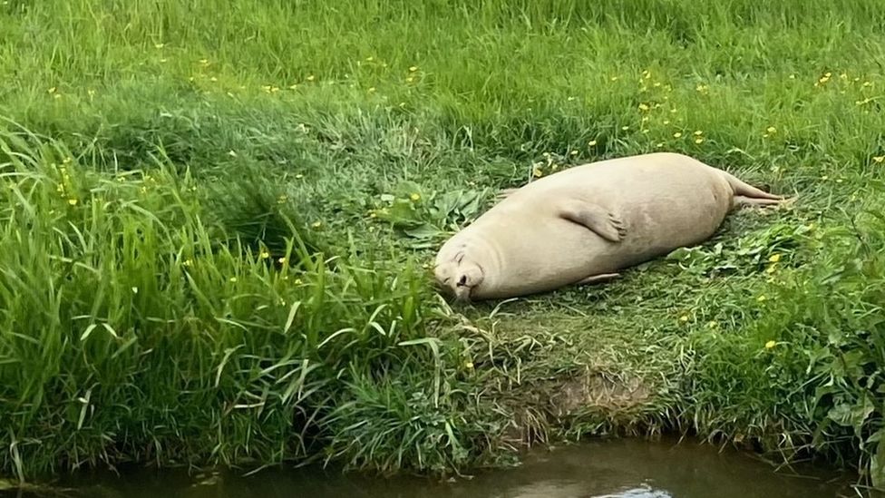 Seal lying on river bank