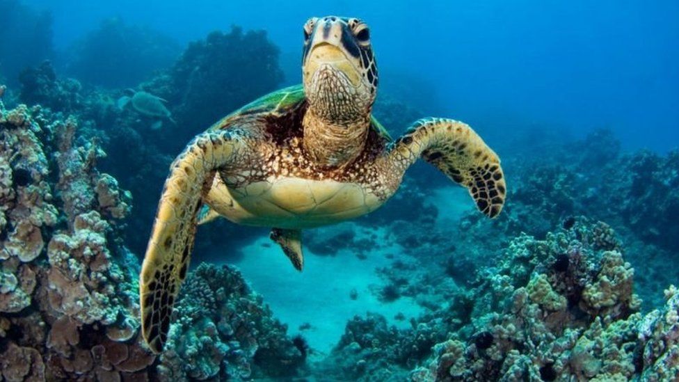 How is plastic affecting young sea turtles? - BBC Newsround