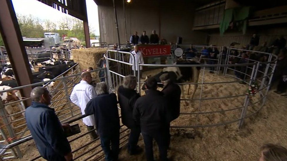 Cows being sold off at auction