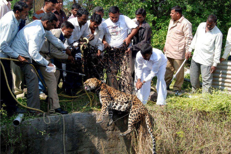 Леопарда усыпили, а затем в декабре 2010 года вытащили из колодца с сетью в Нашике
