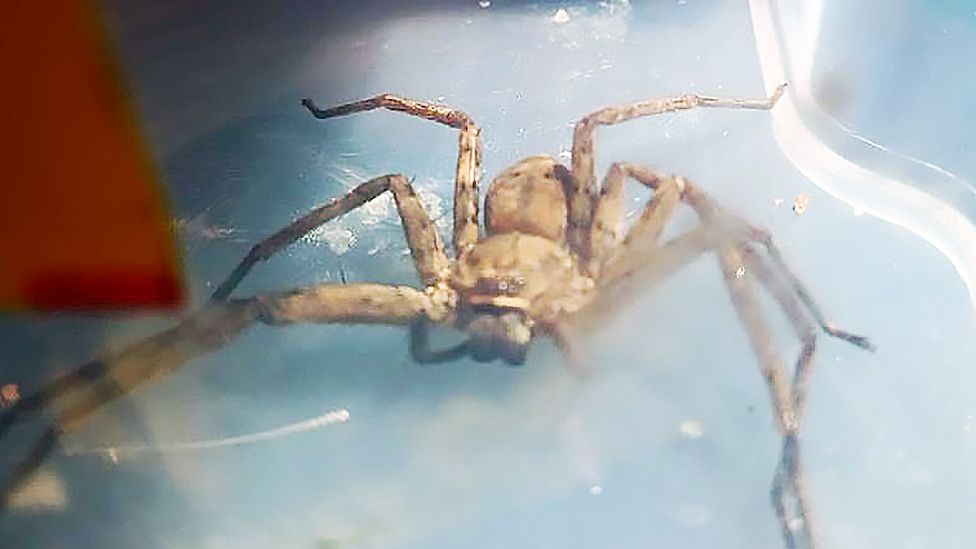 Huntsman spider