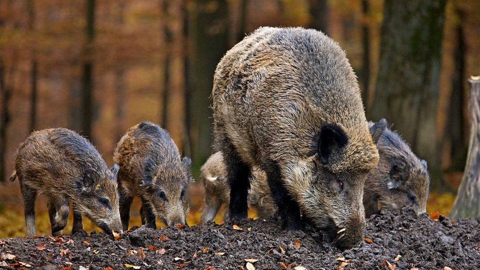 File image of wild boar
