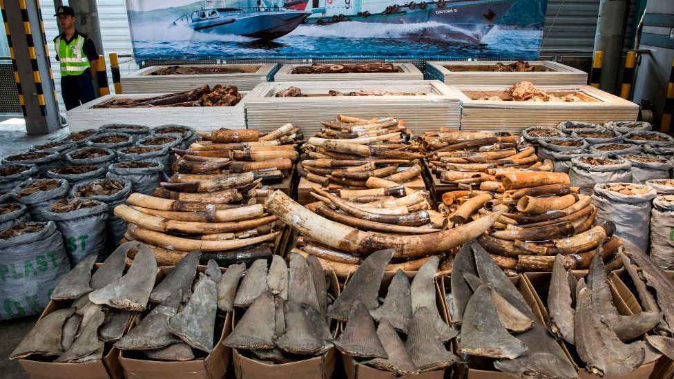 Seized elephant ivory tusks, pangolin scales and shark fins