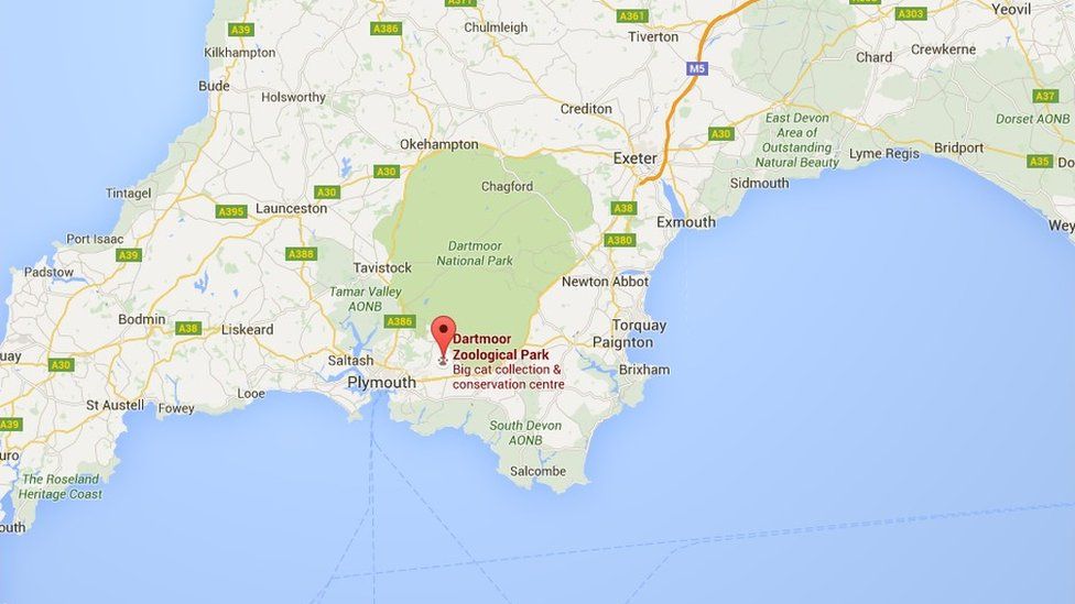 Lynx wild cat in Dartmoor Zoo escape alert BBC News