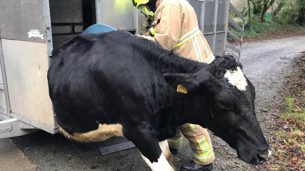 Isle of Man firefighters free cow stuck in trailer - BBC News